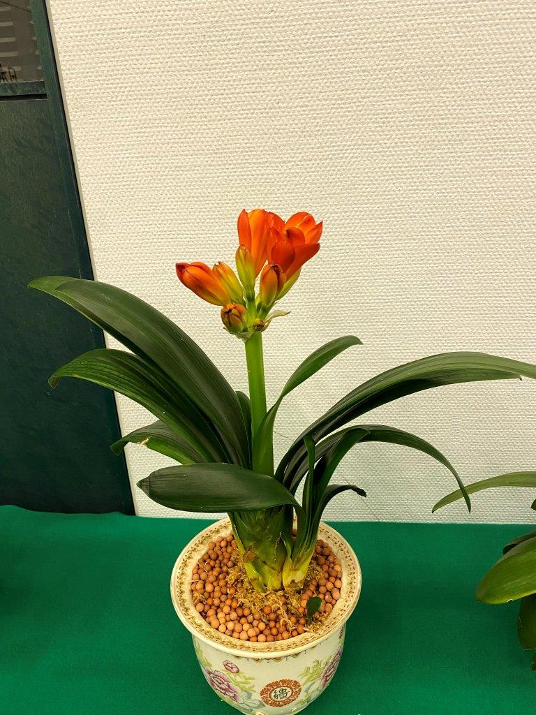 INZ君子蘭【 四国達磨縞！！！（短葉系極上柄！！） 】クンシラン・山